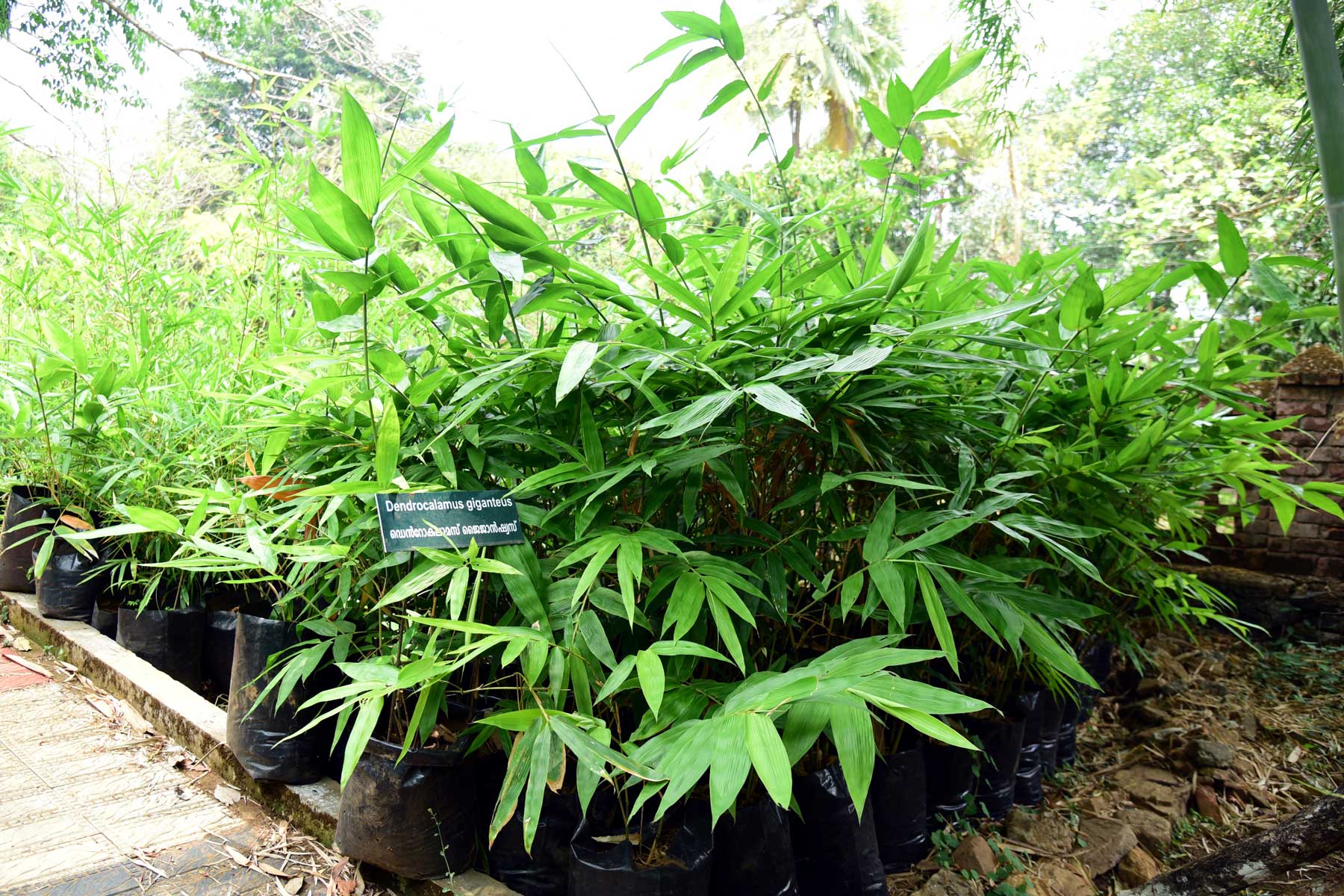 Sustainable Forestry